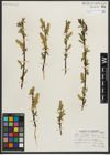 Foto von Salix myrtillifolia Anderson